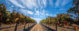 Clavo Cellars Wine Tasting Paso Robles, CA