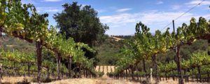 Dunning Vineyards Bed & Breakfast Paso Robles, CA