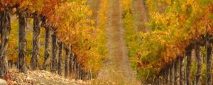 Whalebone Vineyard Wine Tasting Paso Robles, CA